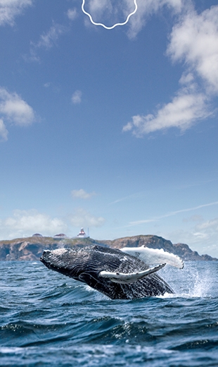 A humpback whale breaches in Bonavista.