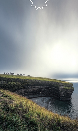 A herd of horses stand near the coastline in Bell Island.