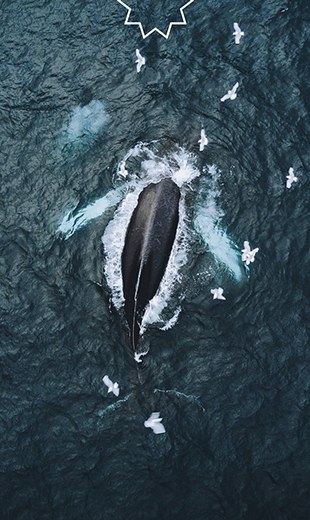 A whale appears from the water as seagulls hover above in Cape Spear.