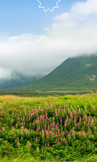 A bed of flowers leads to a massive hill surrounded by fog in Wreckhouse.