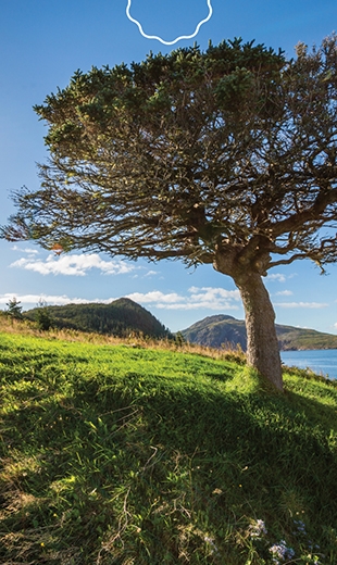 A Tuckamore tree stands tall on the coastline of St. Lawrence.