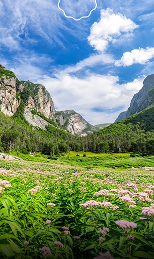 The mountains of Western Brook Pond Gulch surround a bed of wildflowers.