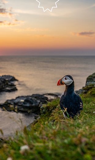 A puffin looks out to the Atlantic as the sun sets in Elliston.